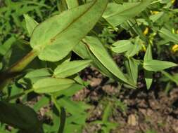 Imagem de Hypericum pseudomaculatum Bush