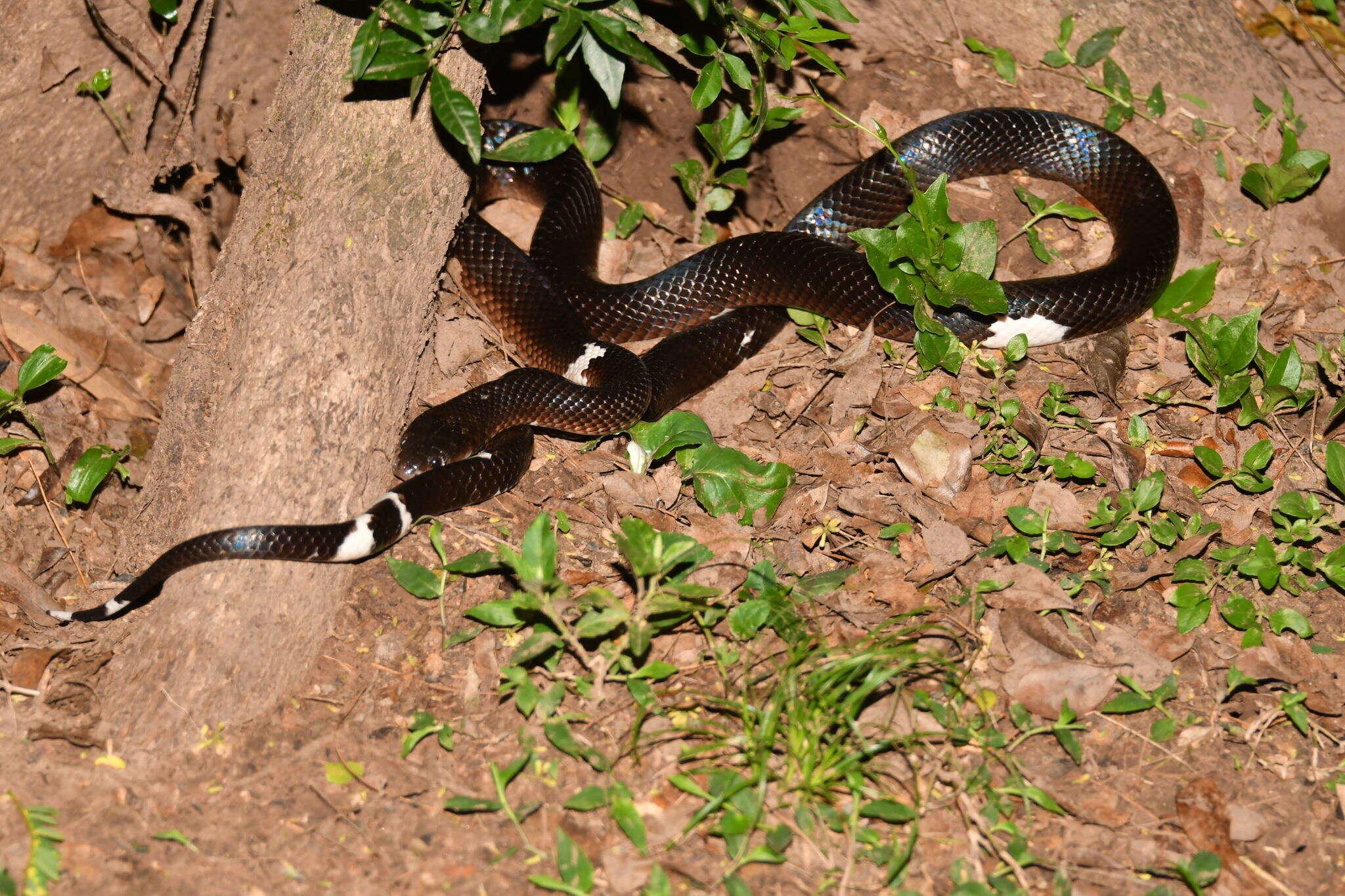 Image of Boiruna maculata (Boulenger 1896)