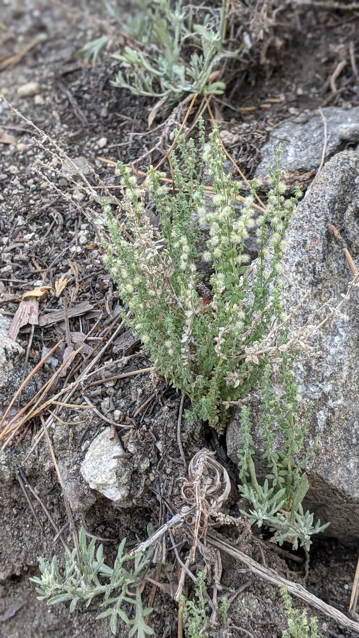 Sivun Galium parishii Hilend & J. T. Howell kuva