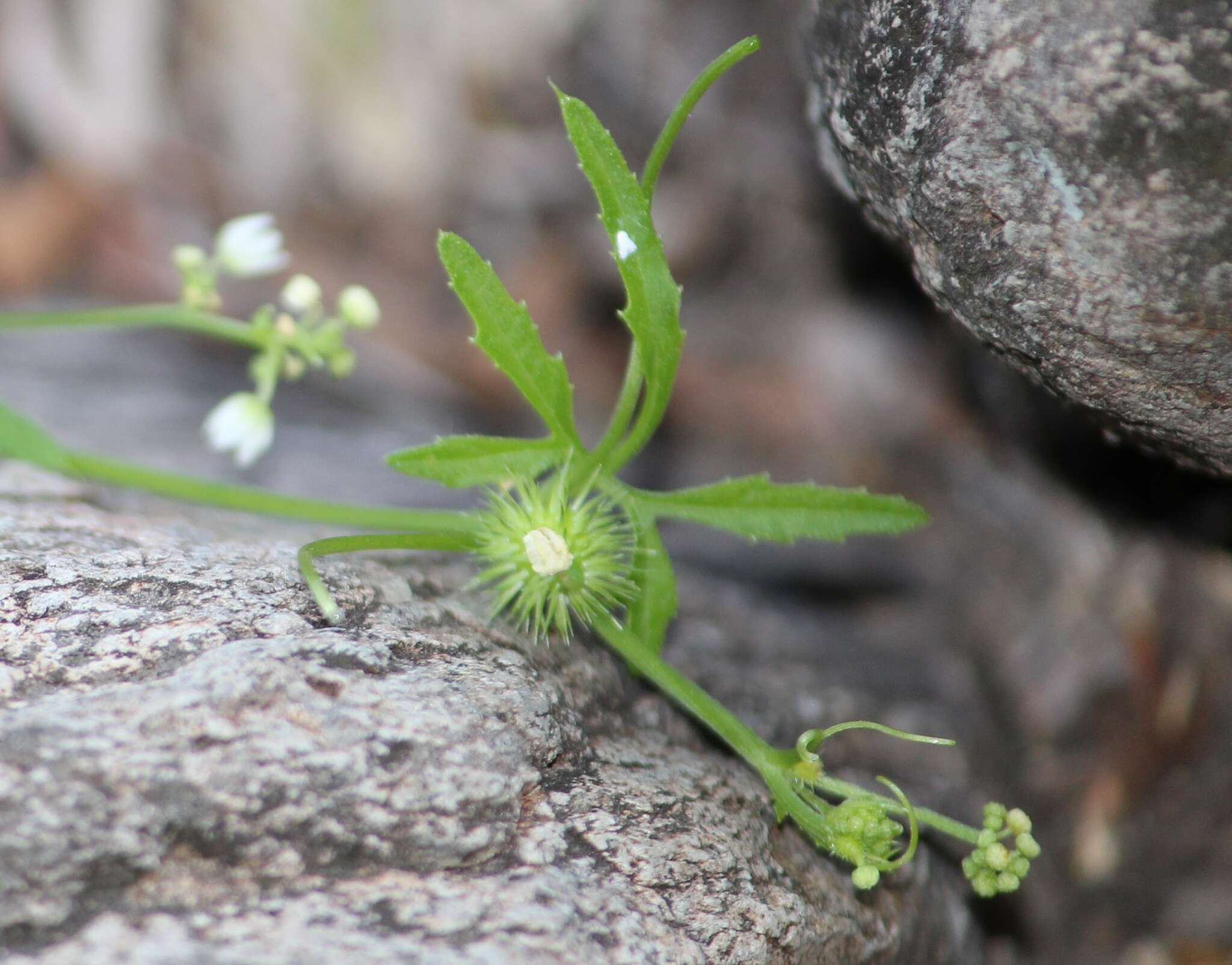 صورة Echinopepon coulteri (Gray) Rose