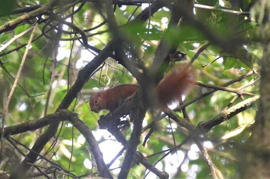 Image of Black And Red Bush Squirrel