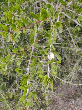 Слика од Gymnosporia senegalensis var. europaea (Boiss.) Jahand. & Maire