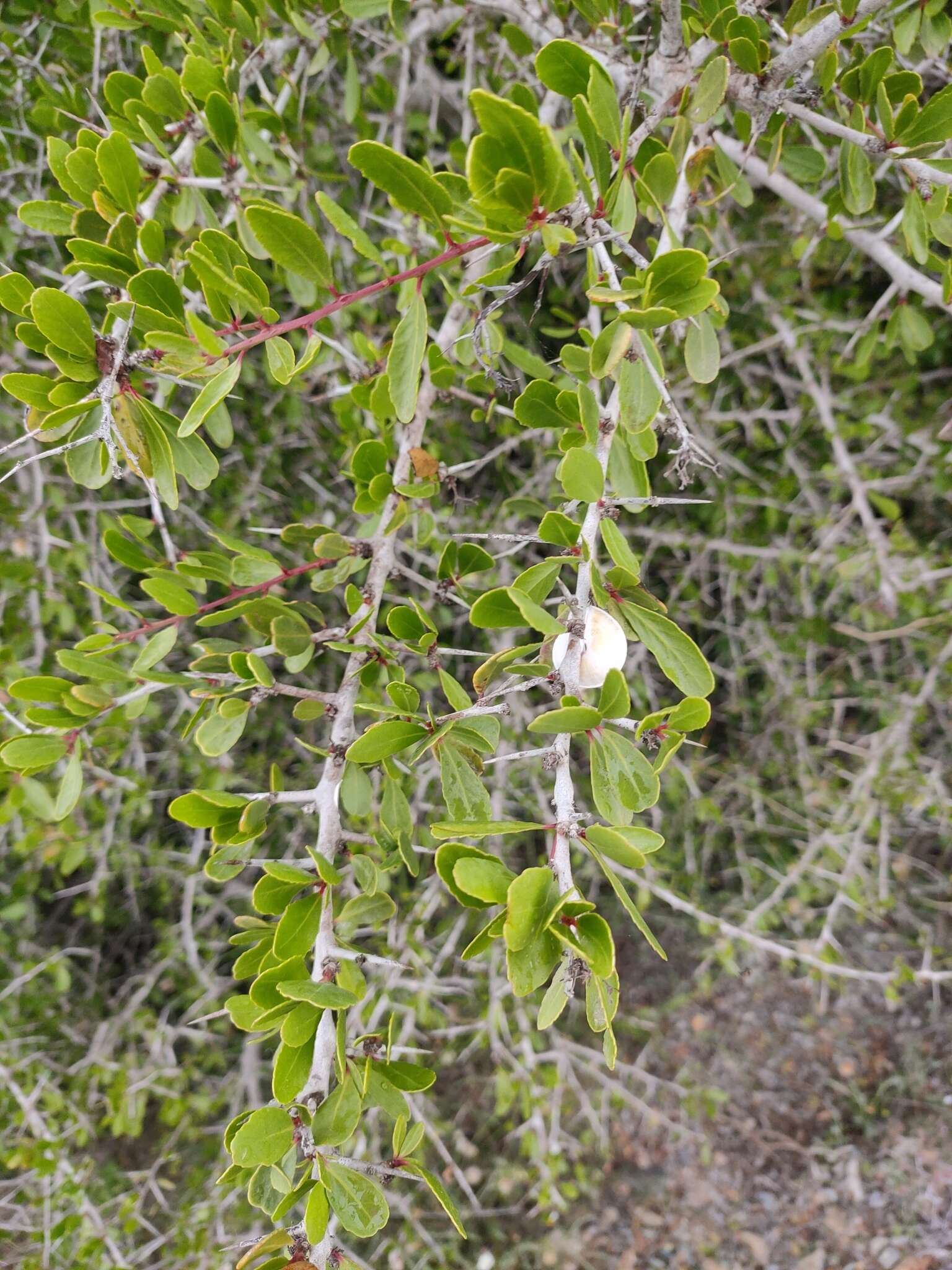 Gymnosporia senegalensis var. europaea (Boiss.) Jahand. & Maire的圖片