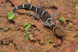 Image of Boulenger’s Indian Gecko