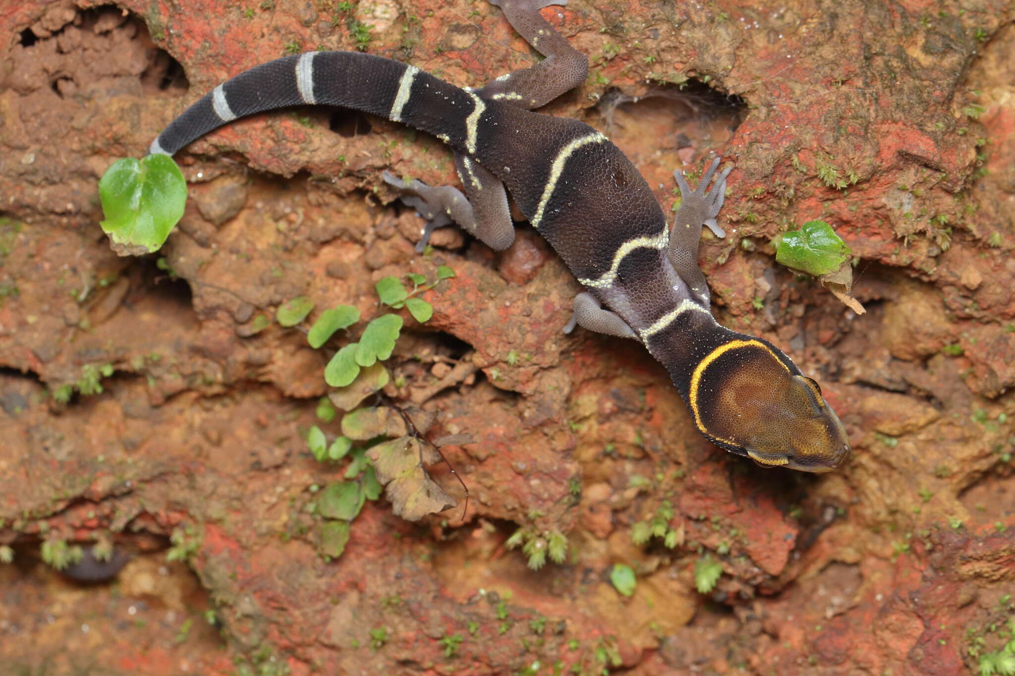 Image of Boulenger’s Indian Gecko