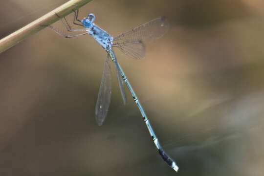 Image de Lestes praemorsus Hagen ex Selys 1862