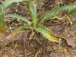 Plancia ëd Eryngium mexiae L. Constance