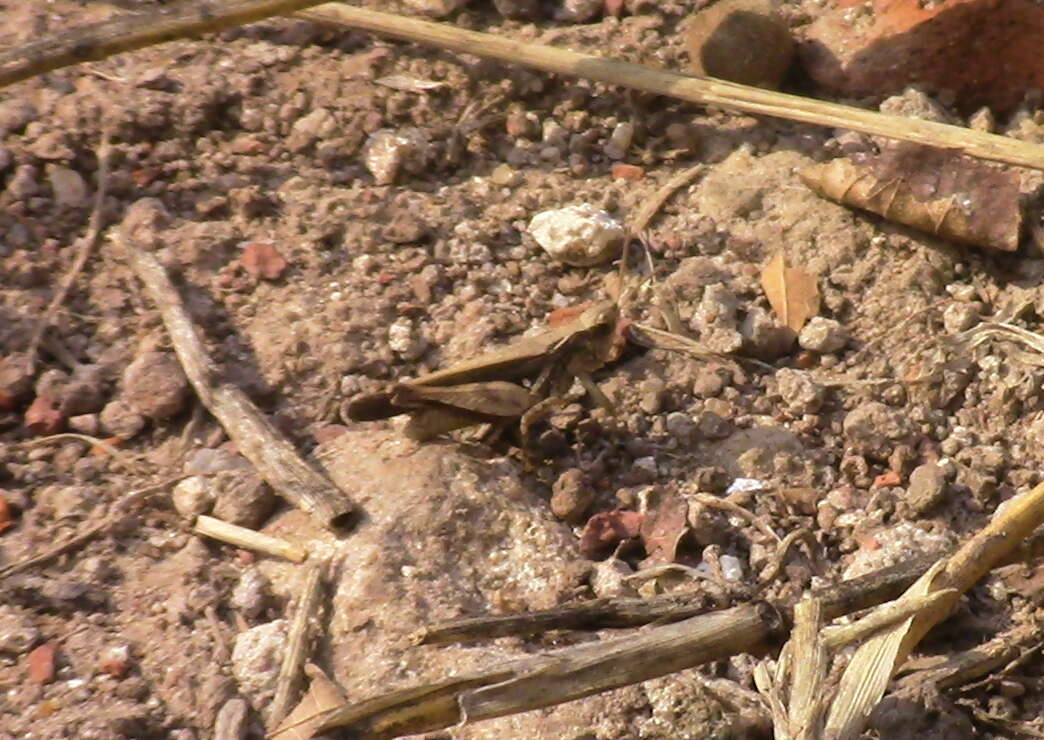 Orphulella punctata (De Geer 1773) resmi