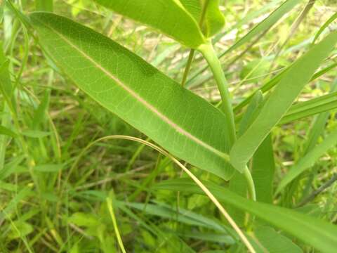 Image of prairie milkweed