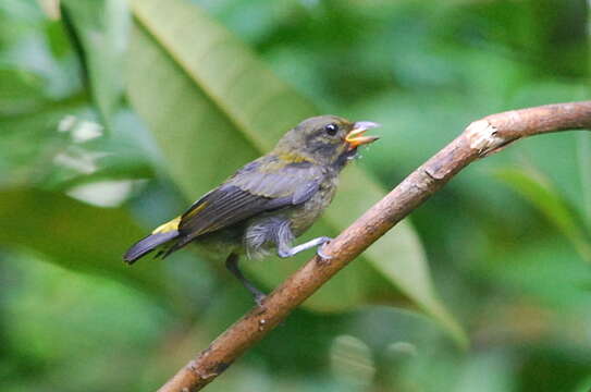 Image of Scarlet-breasted Flowerpecker