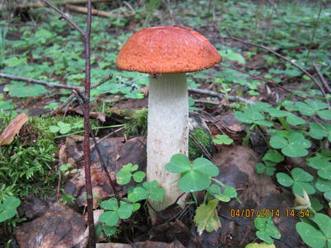 Image of Leccinum albostipitatum den Bakker & Noordel. 2005