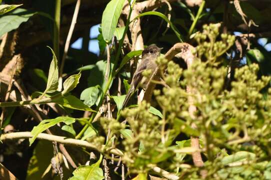 Image of Black-capped Flycatcher