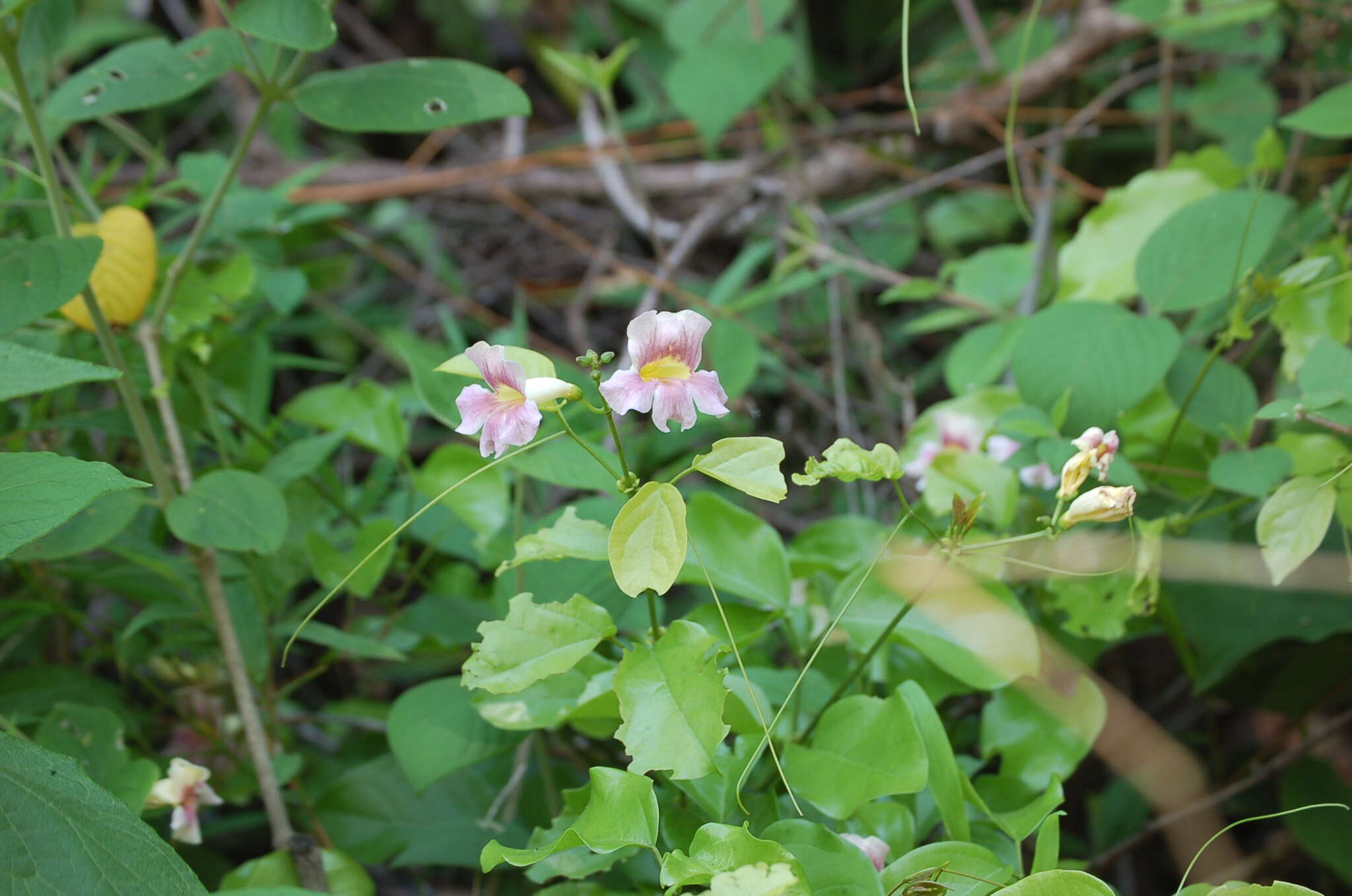 Image de Bignonia potosina (K. Schum. & Loes.) L. G. Lohmann