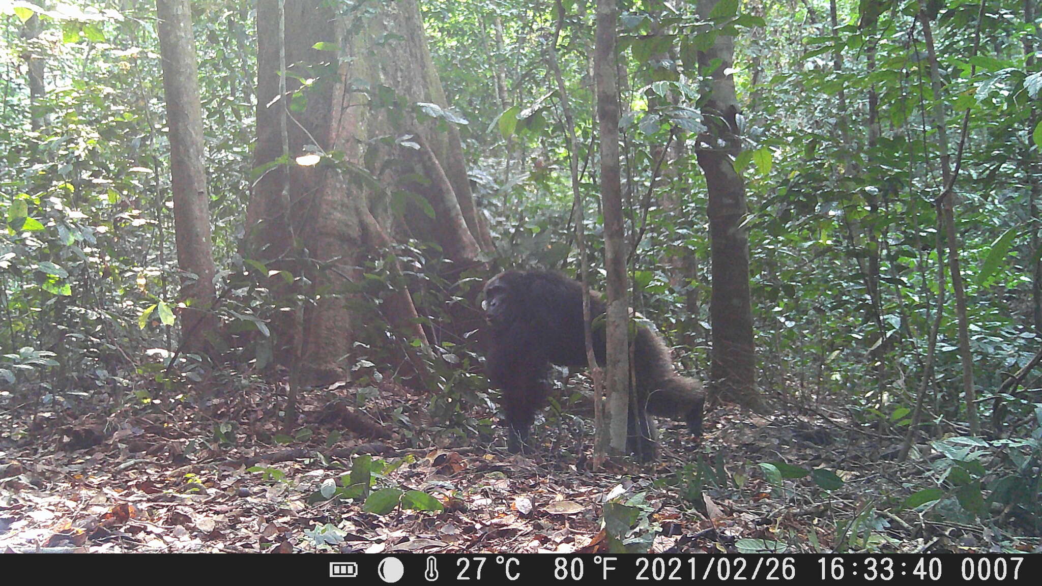 Image of central chimpanzee