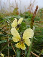 صورة Viola lutea subsp. sudetica (Willd.) W. Becker