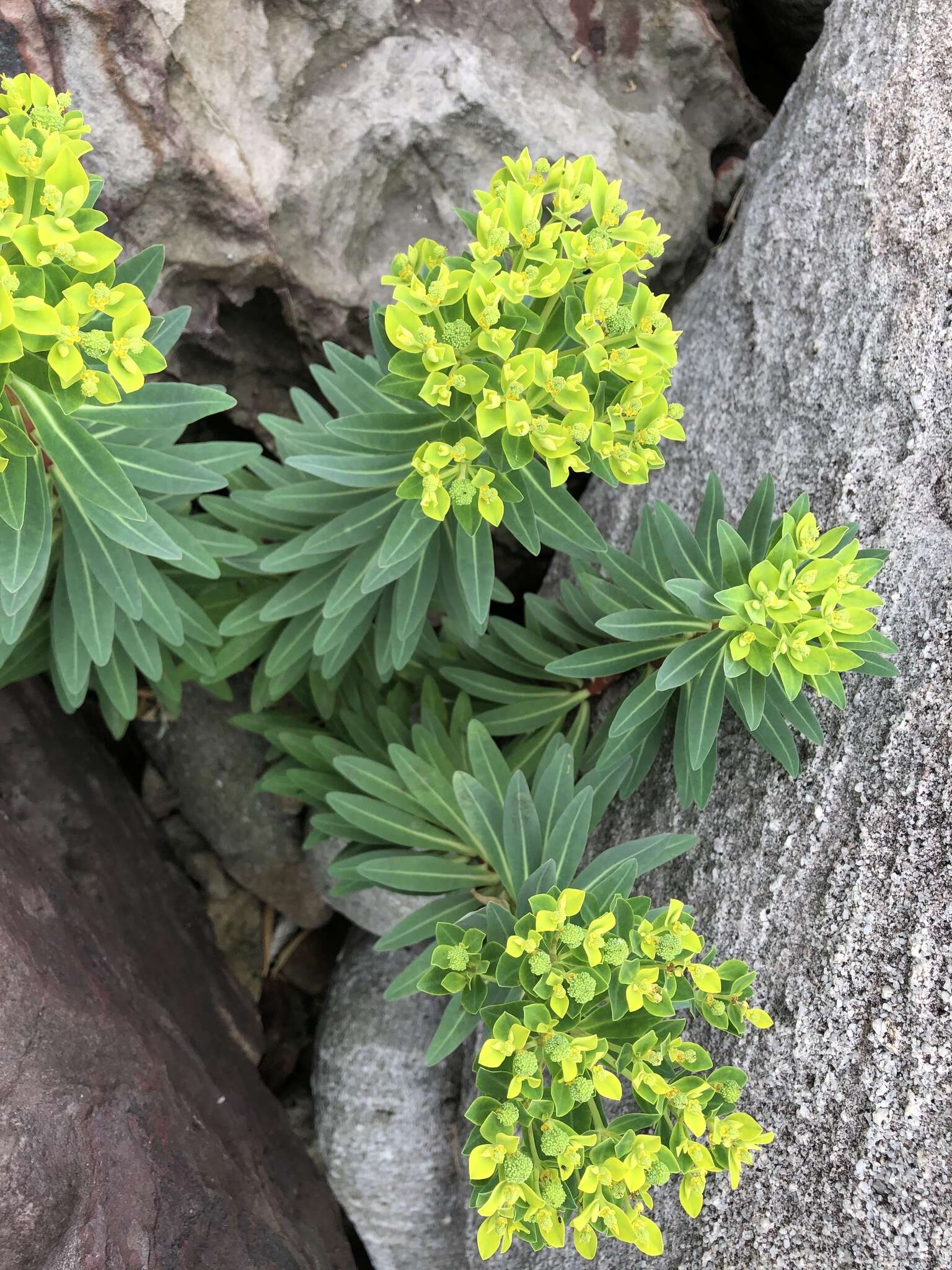 Слика од Euphorbia jolkinii Boiss.