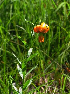 Image of Lilium carniolicum Bernh. ex W. D. J. Koch