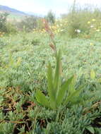 Image of Sparaxis villosa (Burm. fil.) Goldblatt