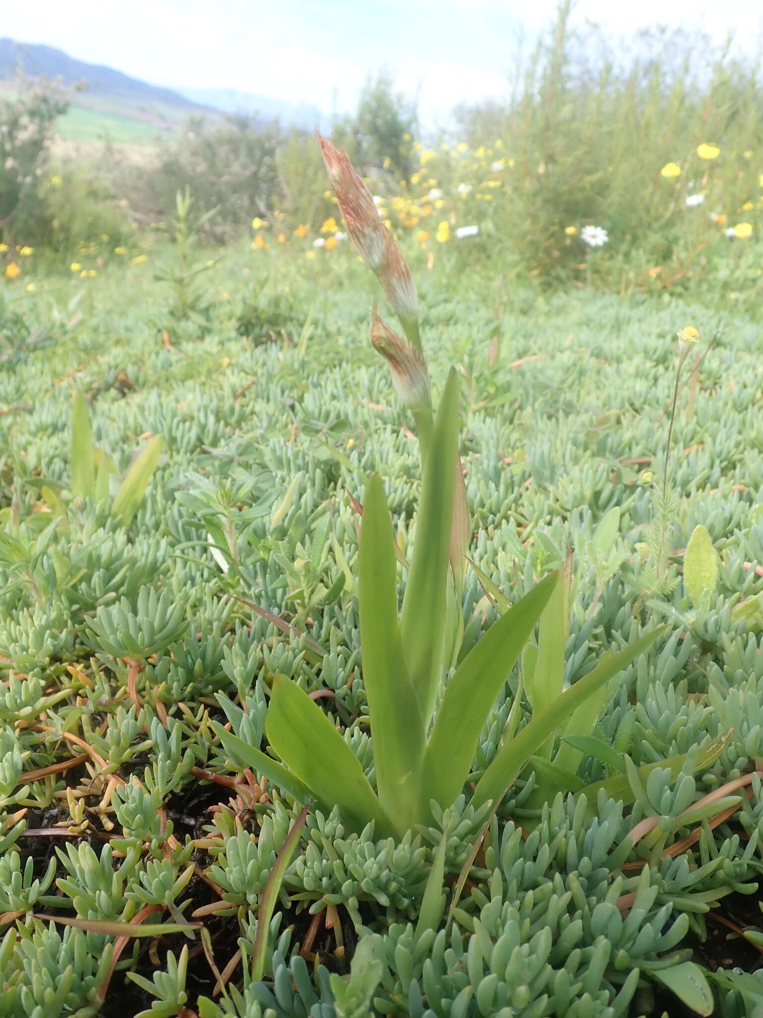 Image of Sparaxis villosa (Burm. fil.) Goldblatt