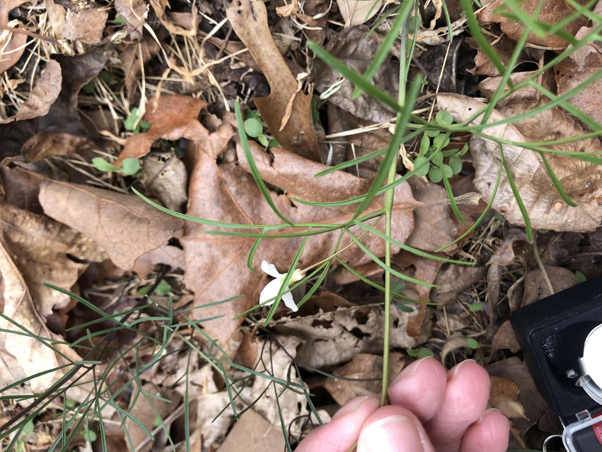 Image de Cardamine dissecta (Leavenw.) Al-Shehbaz