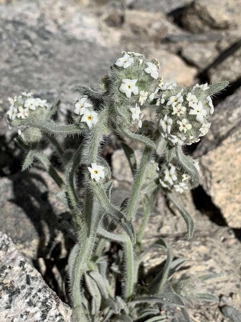 Image of Sierra cryptantha