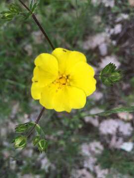 Image of Potentilla pedata Willd.