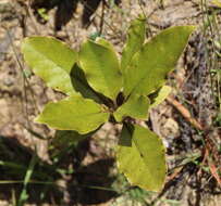 Imagem de Coprosma grandifolia Hook. fil.