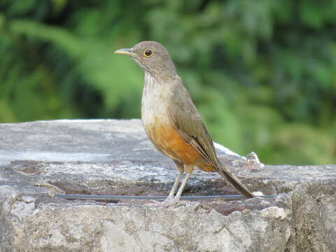 Image of Rufous-bellied Thrush