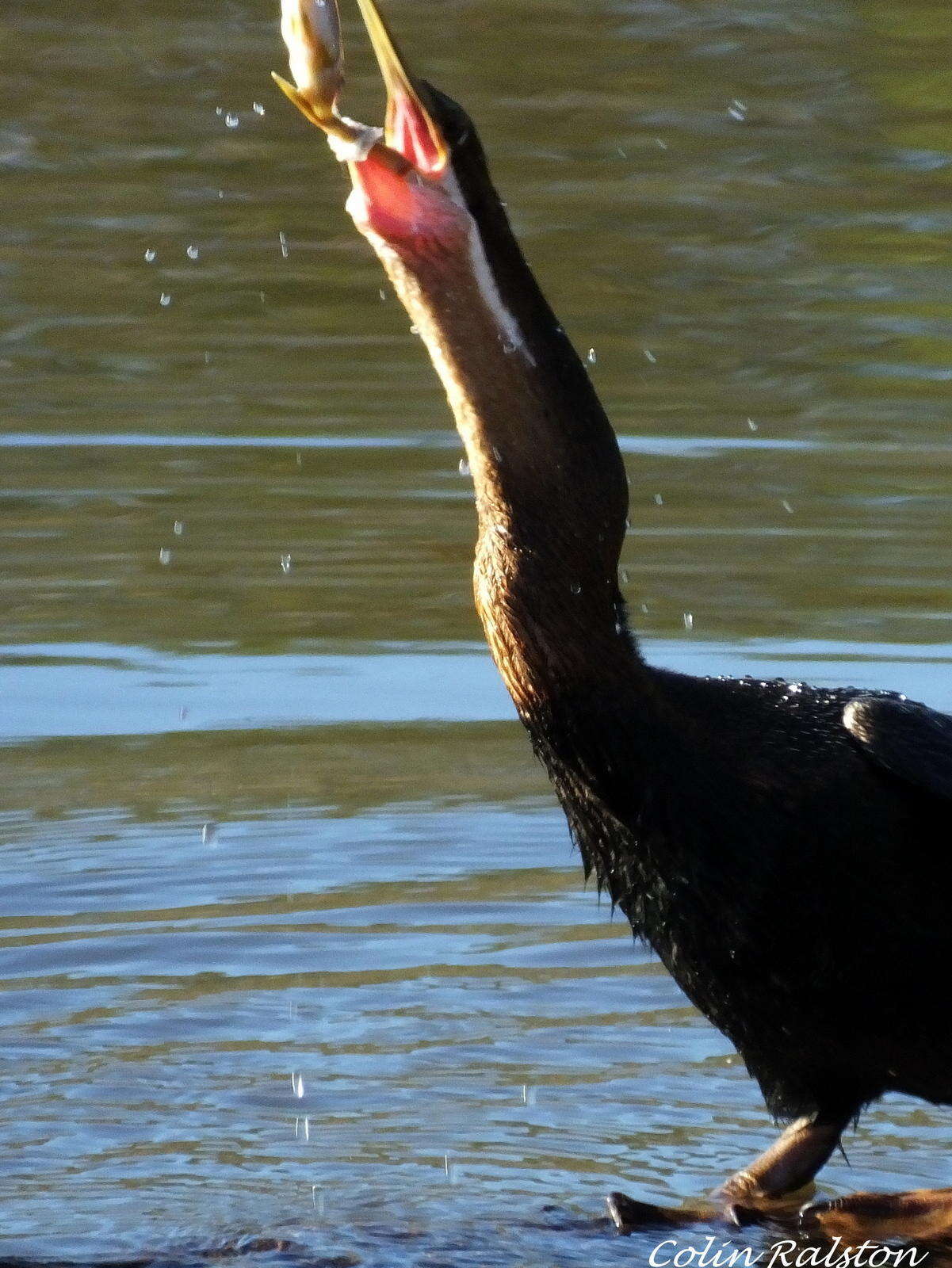 Image of Anhinga rufa rufa (Daudin 1802)