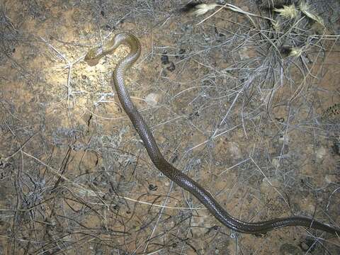 Image of Curl snake