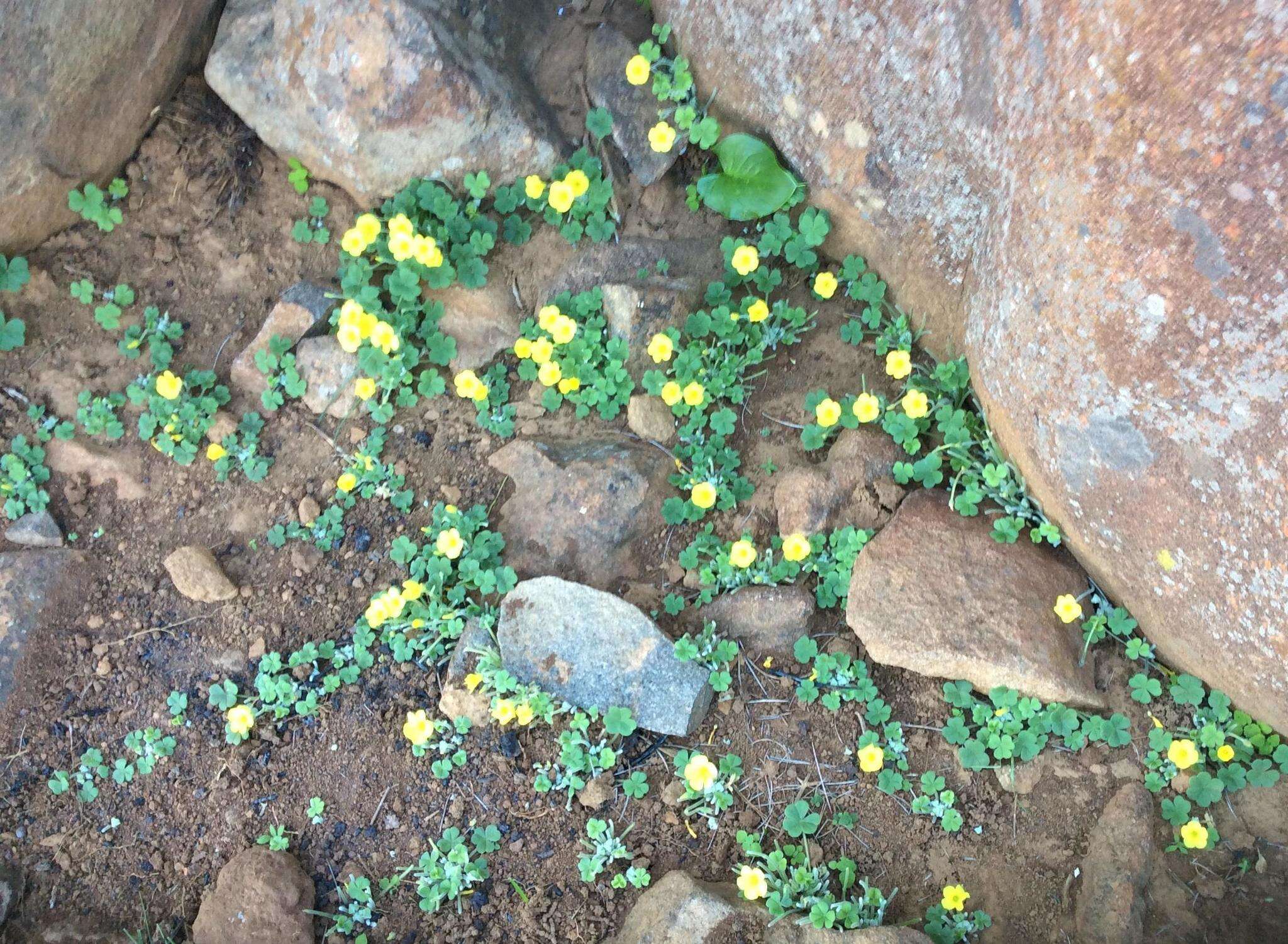 Image de Oxalis lasiorrhiza Salter