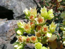 Sivun Sedum oregonense (S. Wats.) M. E. Peck kuva