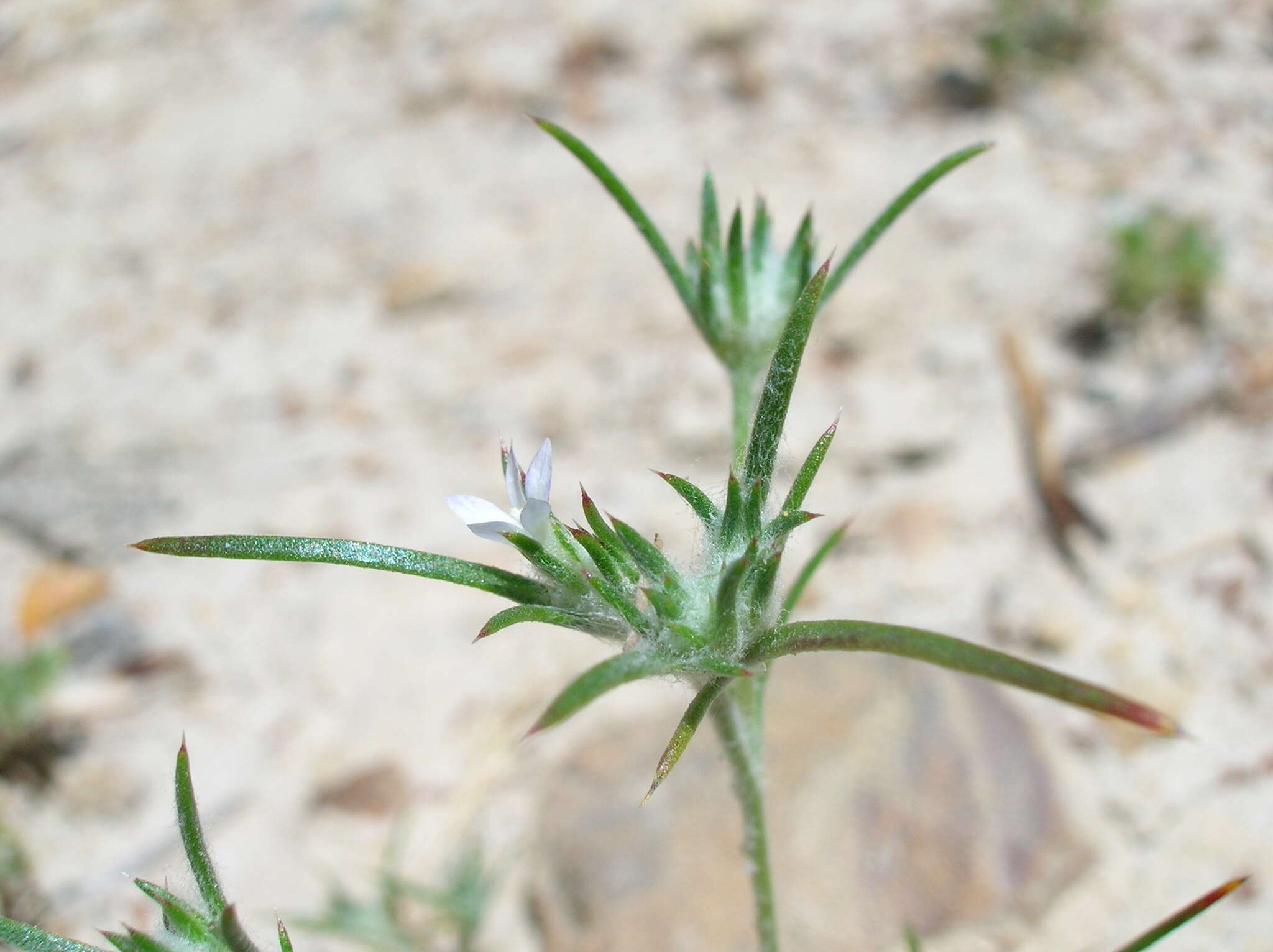 Image of Ertter's woollystar