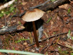 Image of Entoloma aromaticum E. Horak 1973