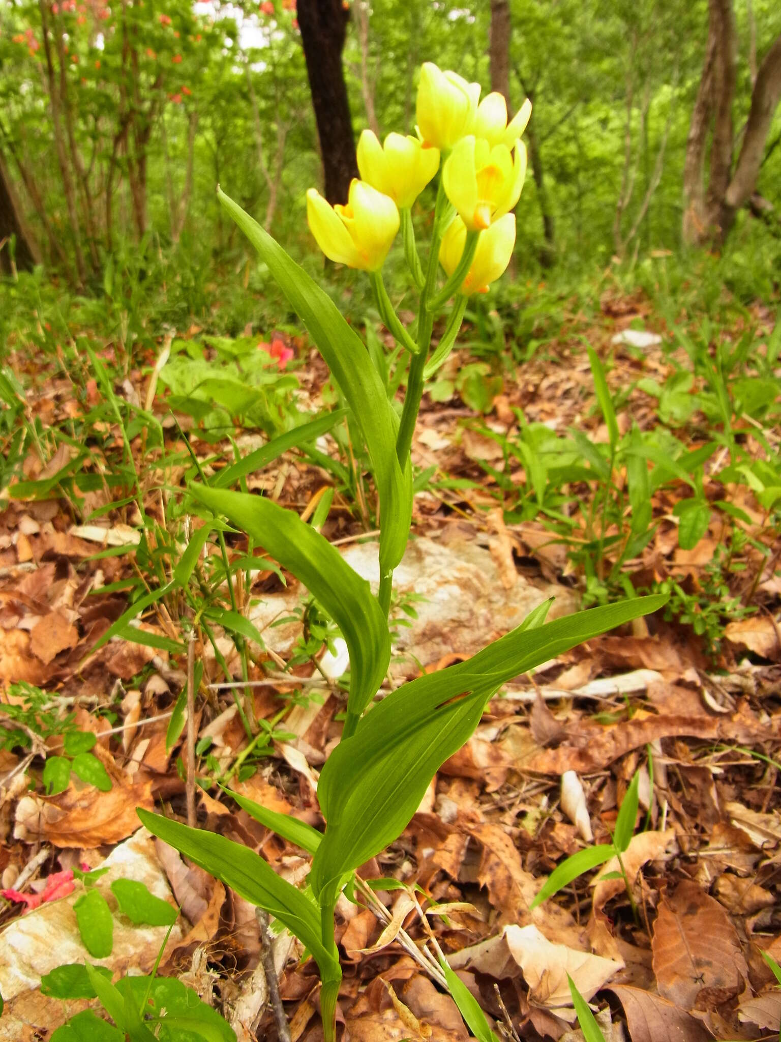 Слика од Cephalanthera falcata (Thunb.) Blume