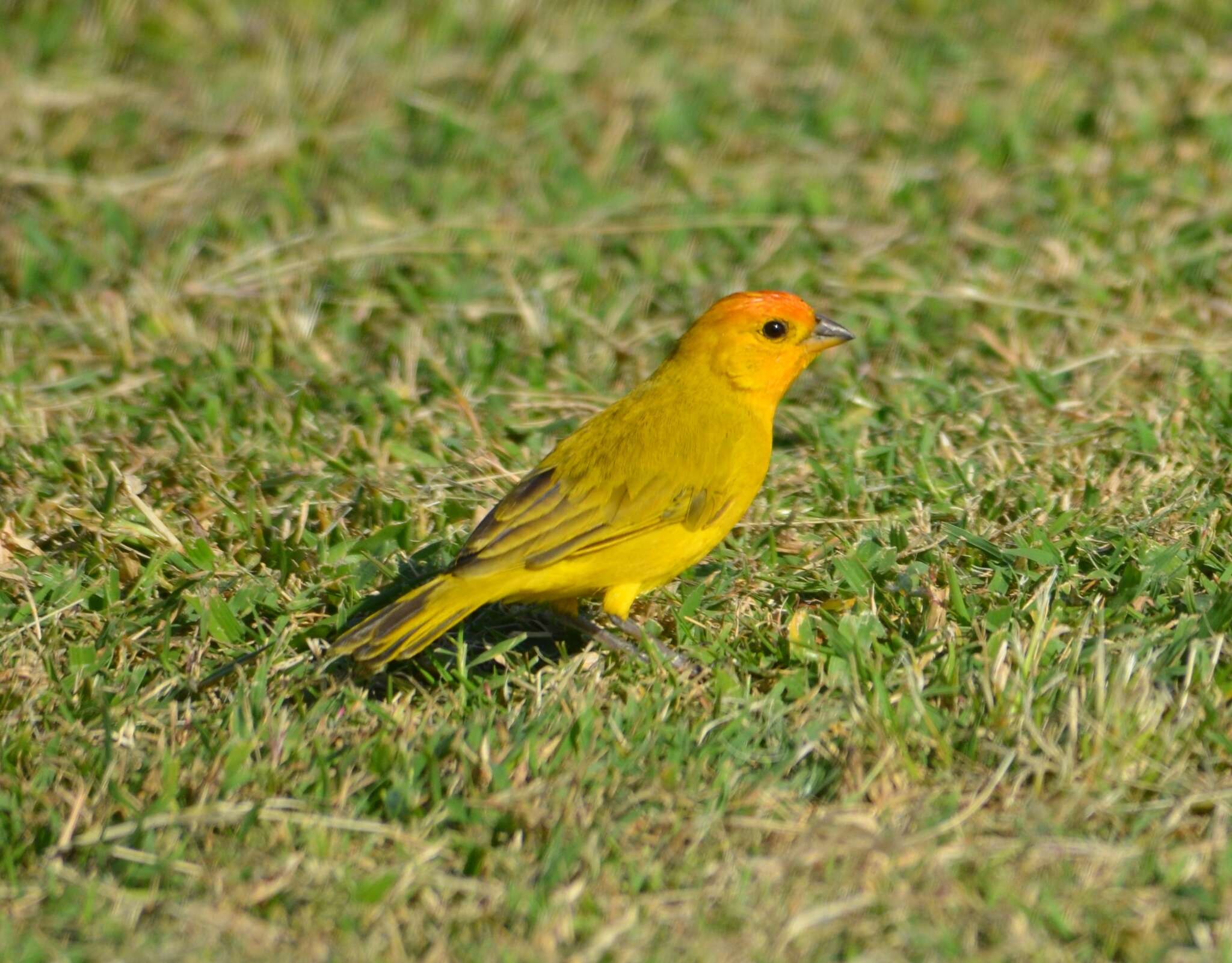 Image of Saffron Finch