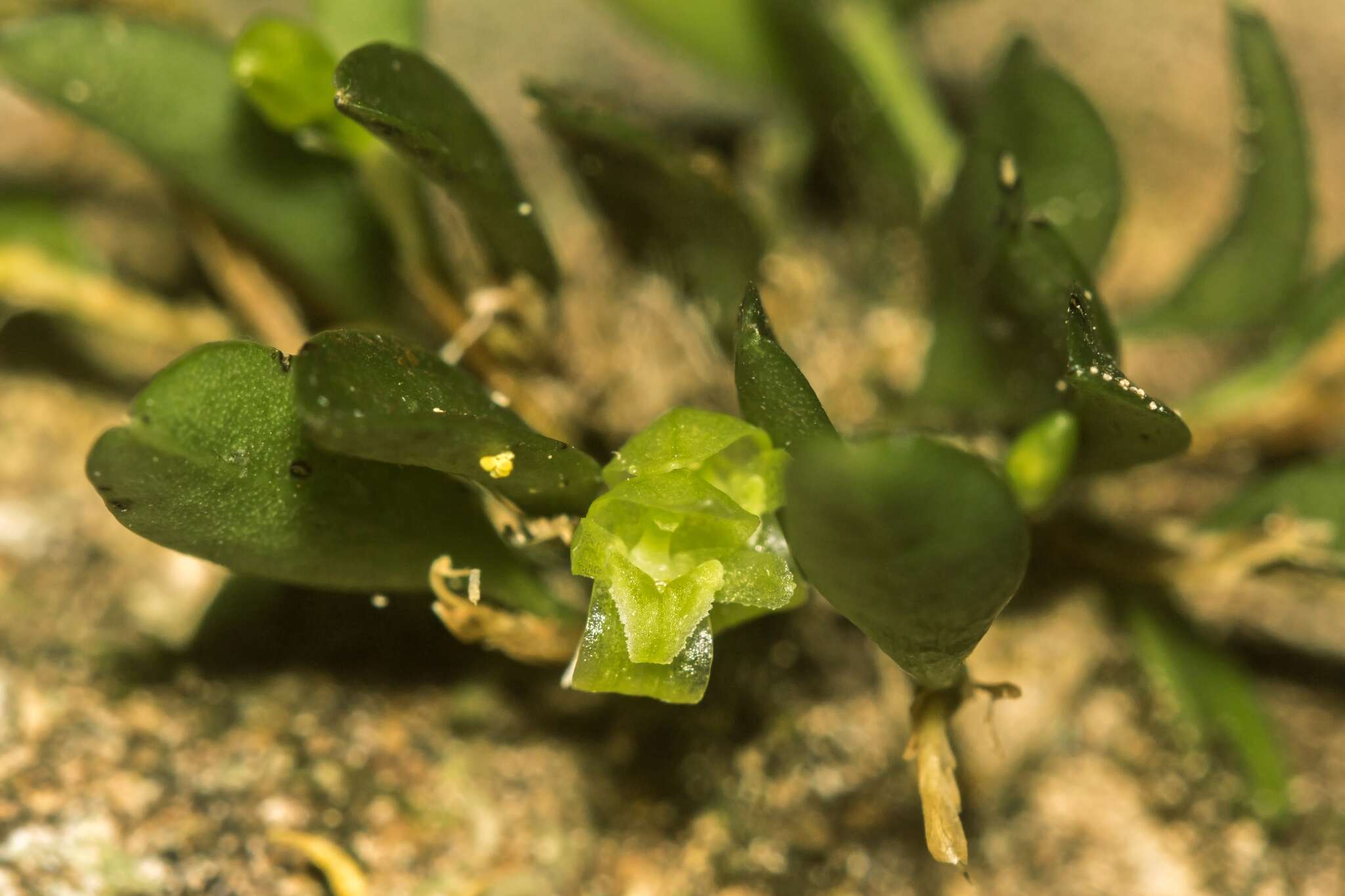 Image of Pleurothallopsis ujarensis (Rchb. fil.) Pridgeon & M. W. Chase