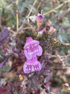 Image of cutleaf beardtongue