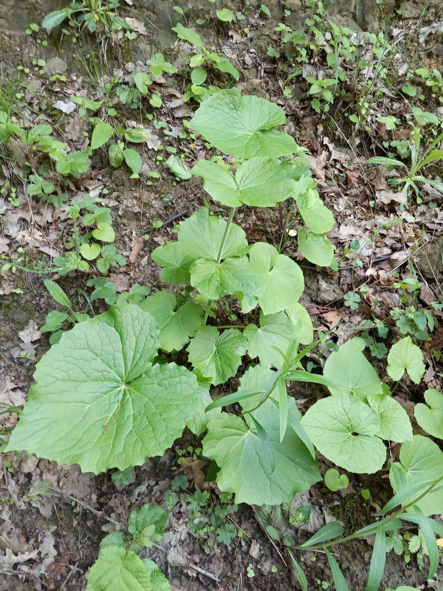 Image of Valeriana alliariifolia Adams