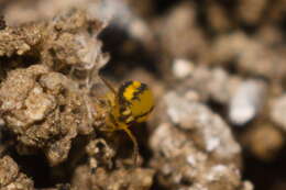 Image of Globular springtail