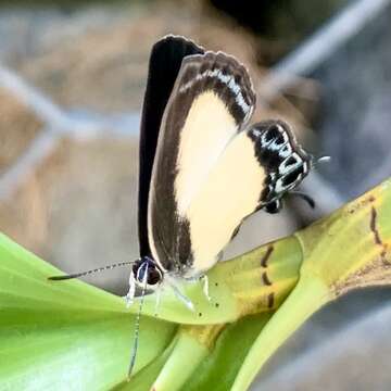 Image of Hypolycaena danis (Felder & Felder 1865)