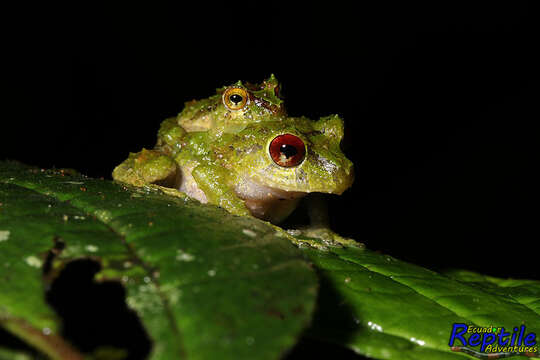 صورة Pristimantis crucifer (Boulenger 1899)