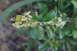 Image of Gymnosporia diversifolia Maxim.