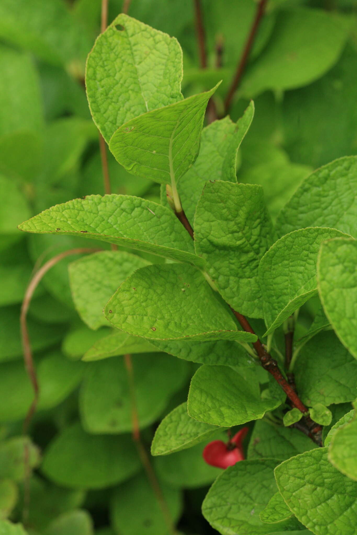 Image of Siberian Spindle