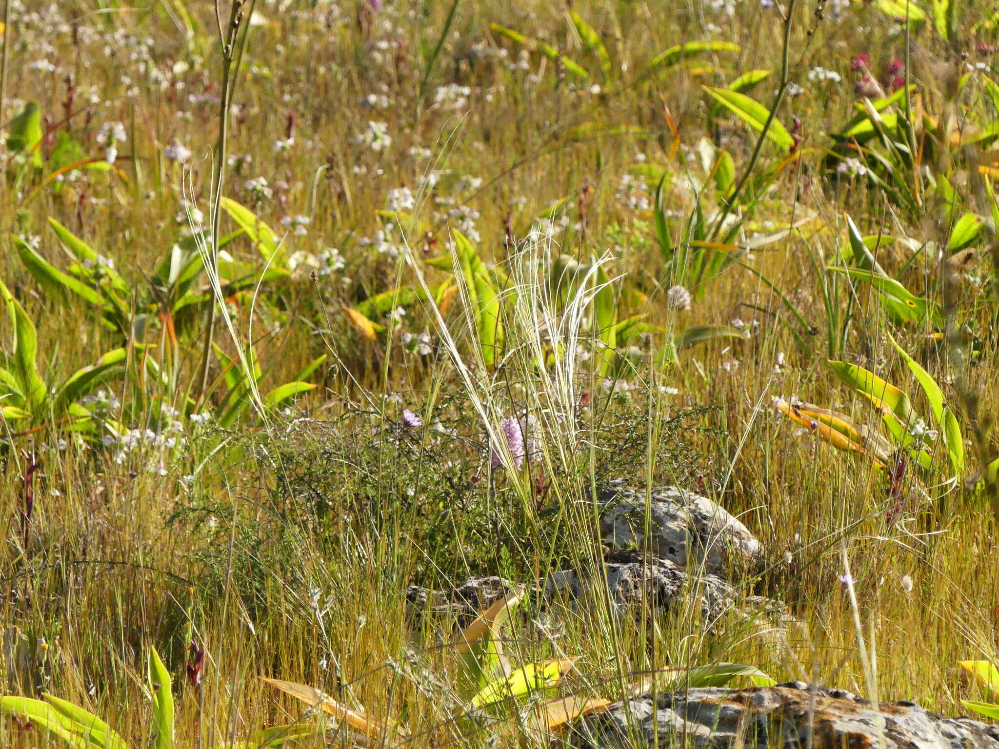 Image of Stipa austroitalica Martinovský