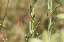 Image of Onosma echioides subsp. dalmatica (Scheele) Peruzzi & N. G. Passal.