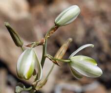 Image of Albuca decipiens U. Müll.-Doblies