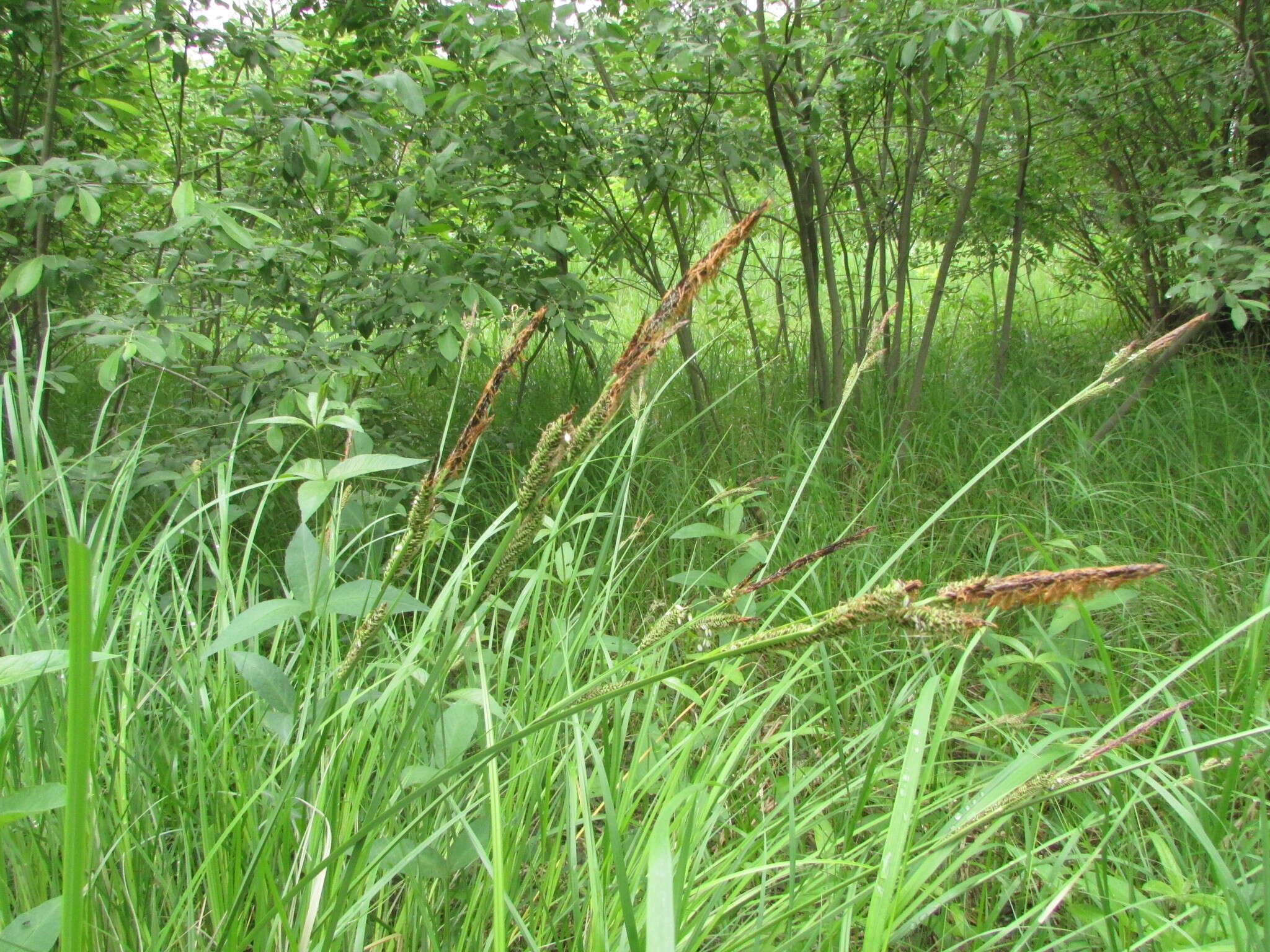 Sivun Carex elata subsp. omskiana (Meinsh.) Jalas kuva