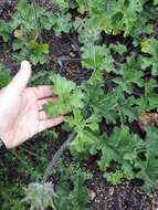 Image of rose scented geranium