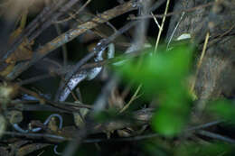Image of Cross-barred Tree Snake